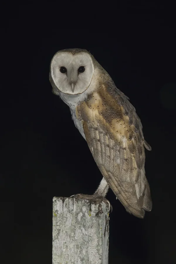 Barn Owl