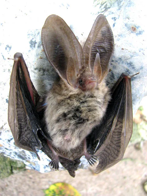Estate bats, illustrative photograph
