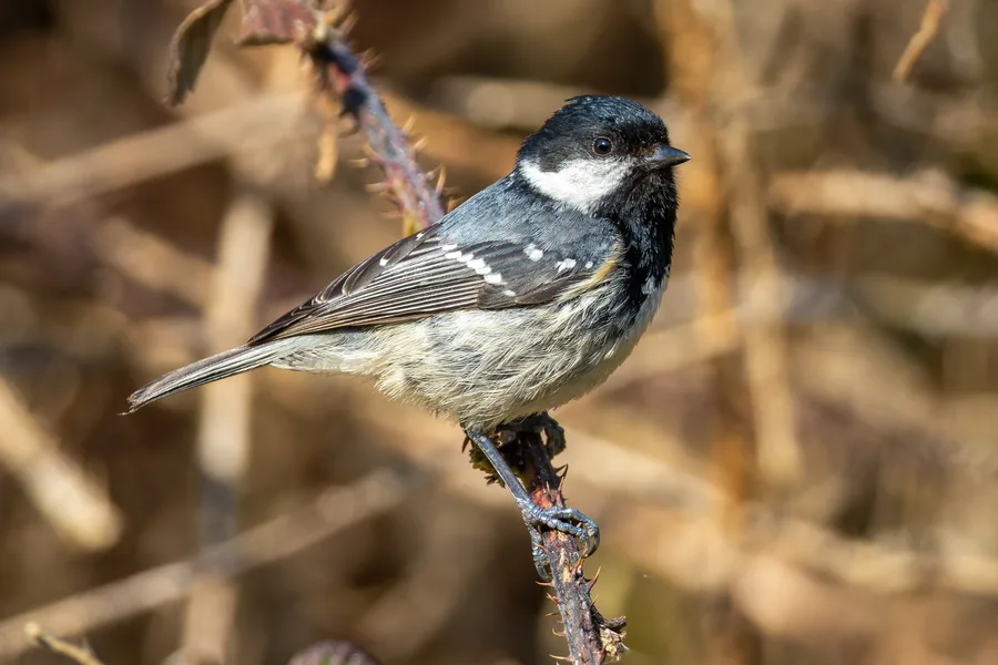 Coal Tit