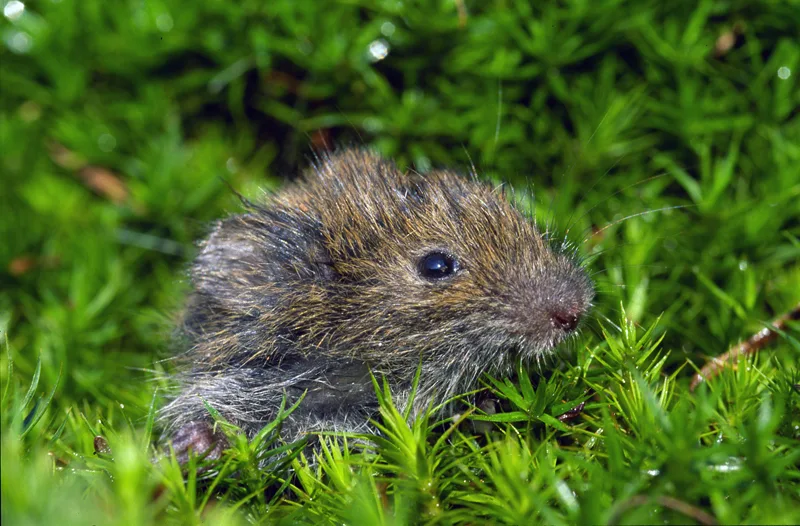 Field Vole, illustrative photograph