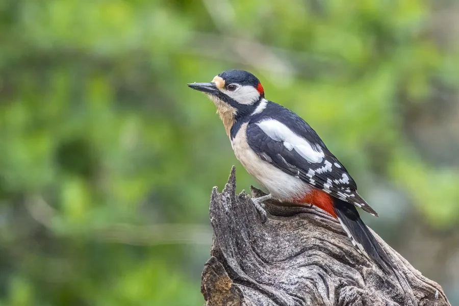 Great Spotted Woodpecker