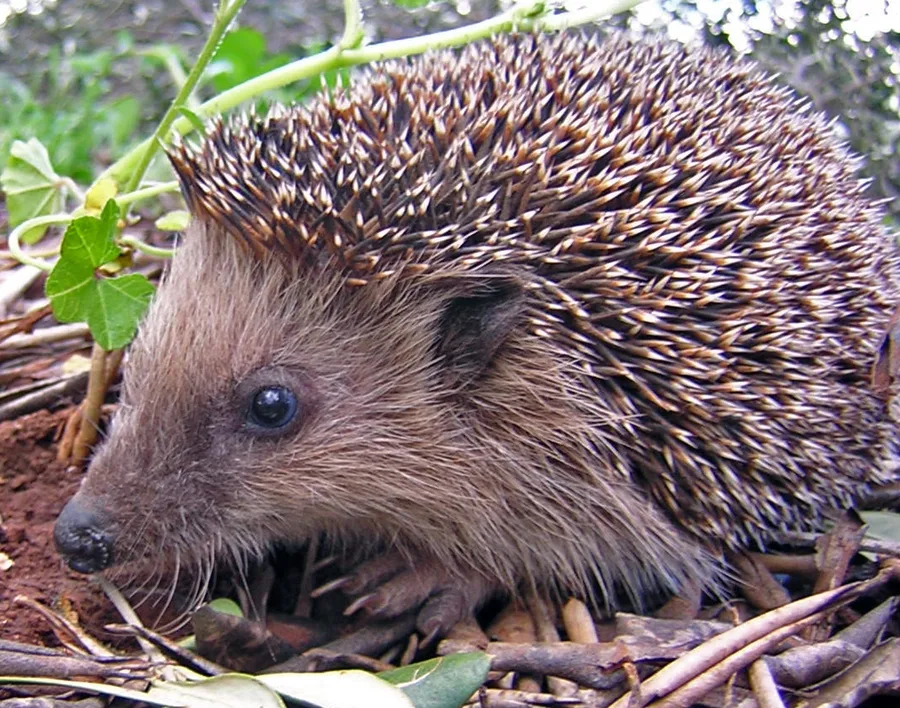 Hedgehog, illustrative photograph