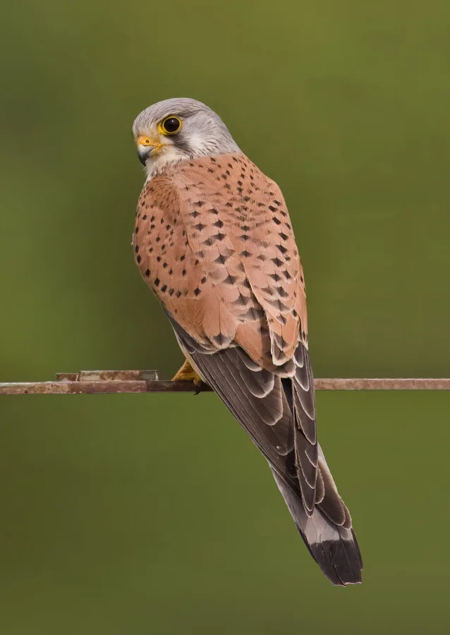 Kestrel