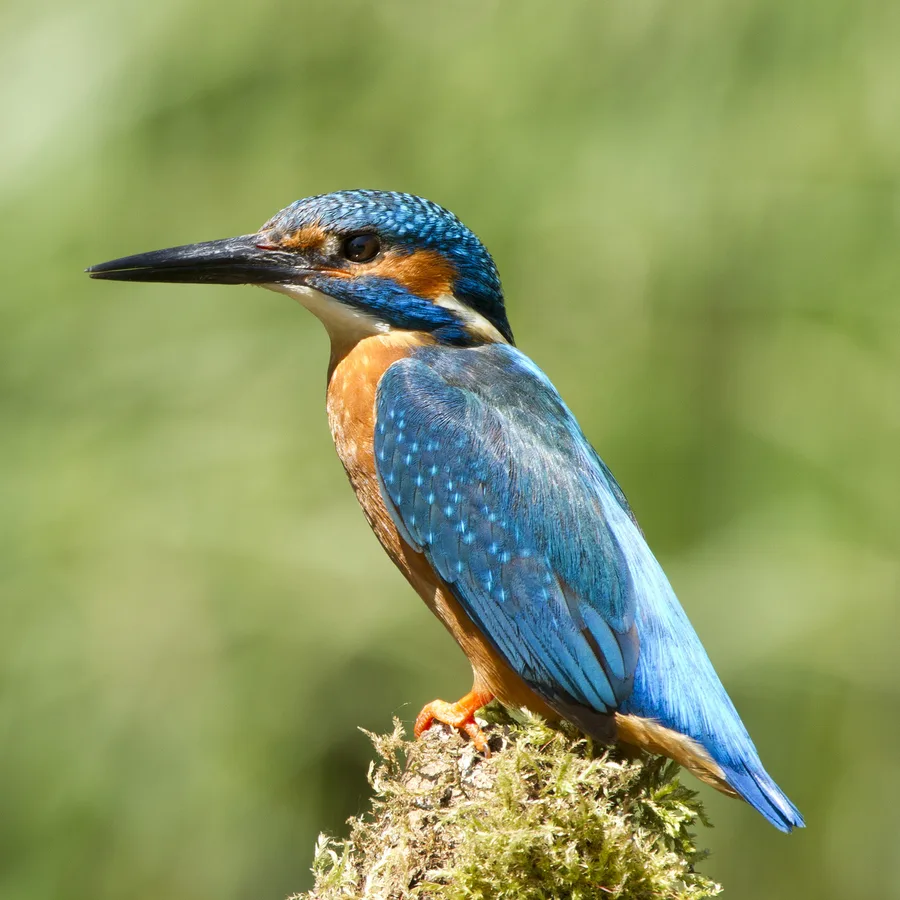 Kingfisher