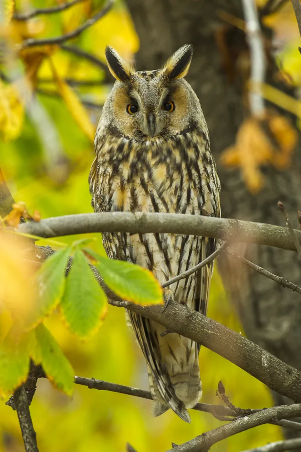 Long-eared Owl