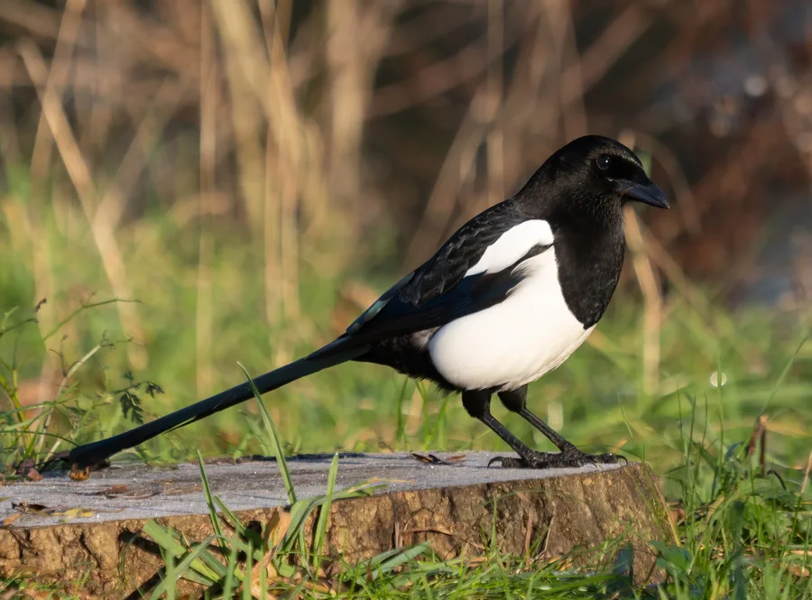 Magpie