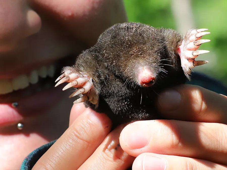 Mole, illustrative photograph