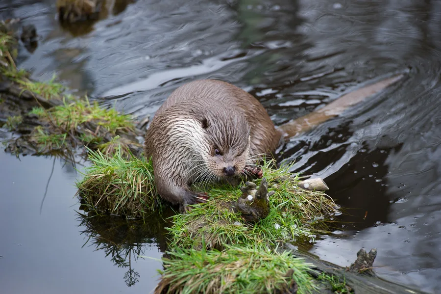 Otter, illustrative photograph