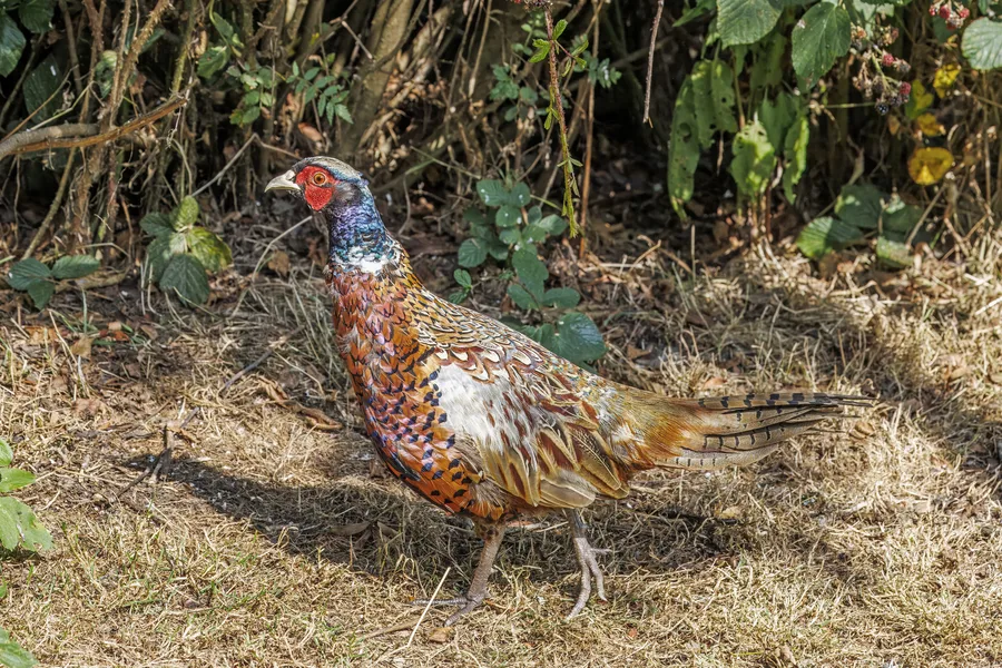Pheasant