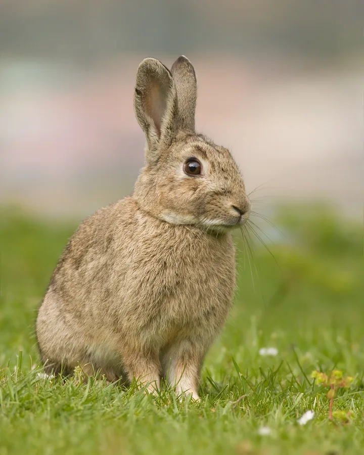 Rabbit, illustrative photograph