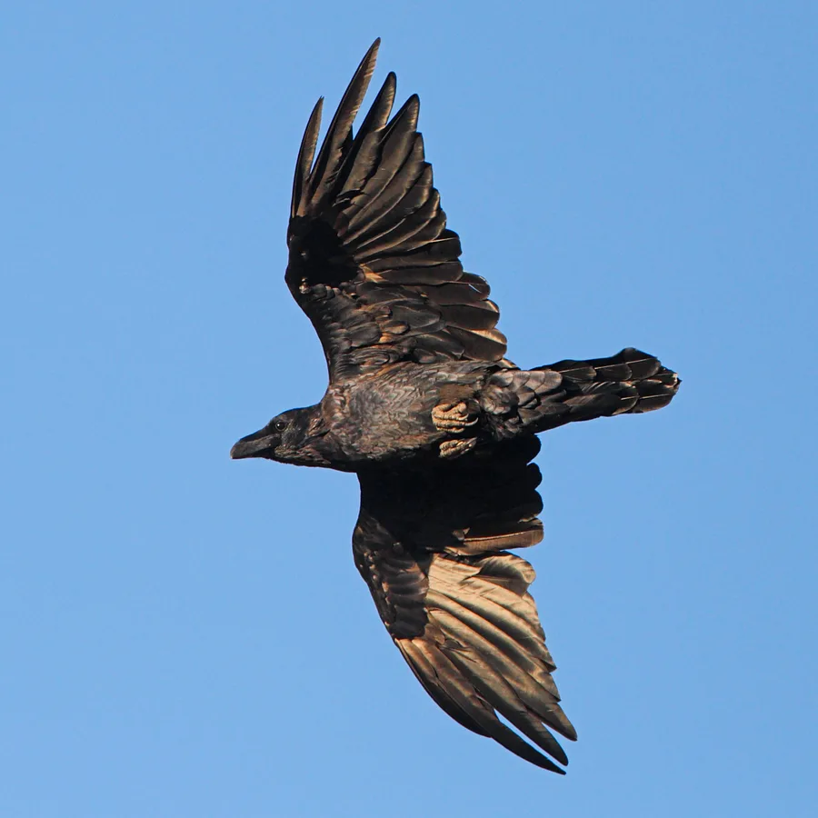 Raven
