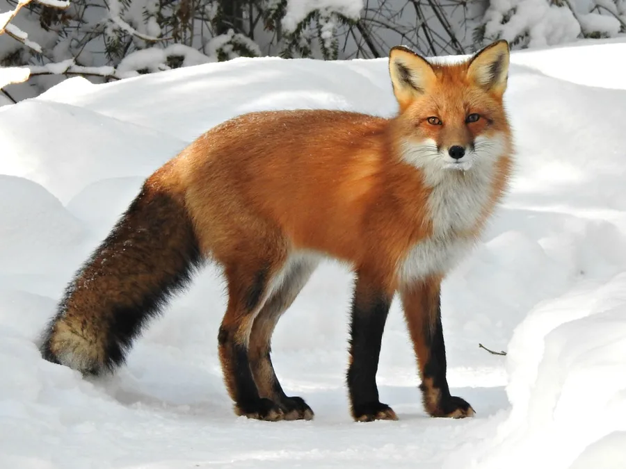 Red Fox, illustrative photograph