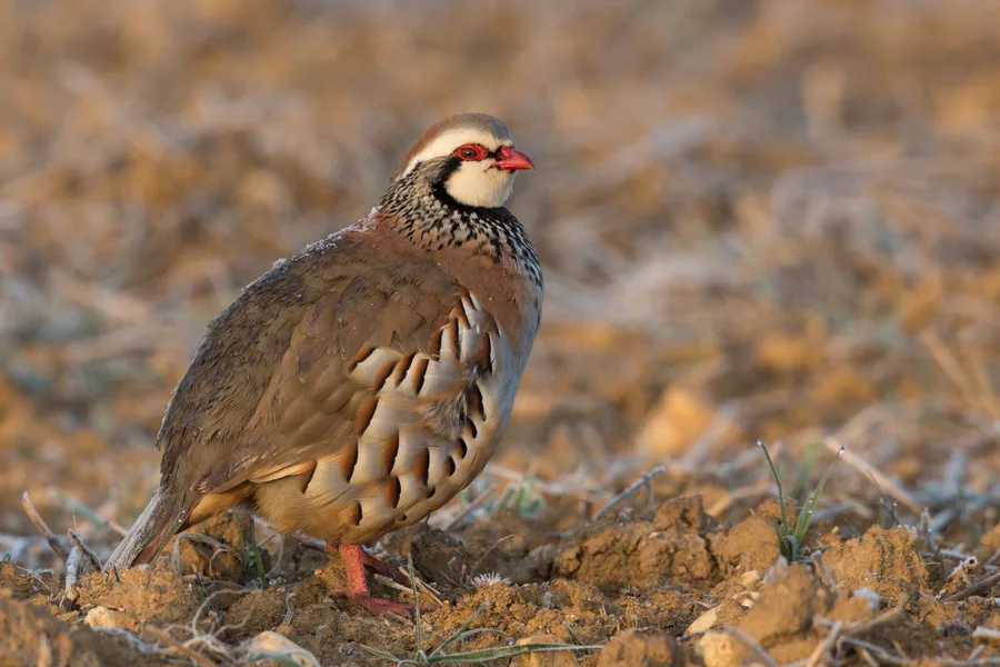 Red-legged Partridge