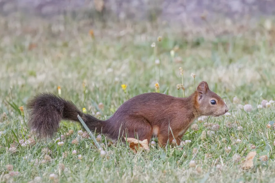 Red Squirrel, illustrative photograph