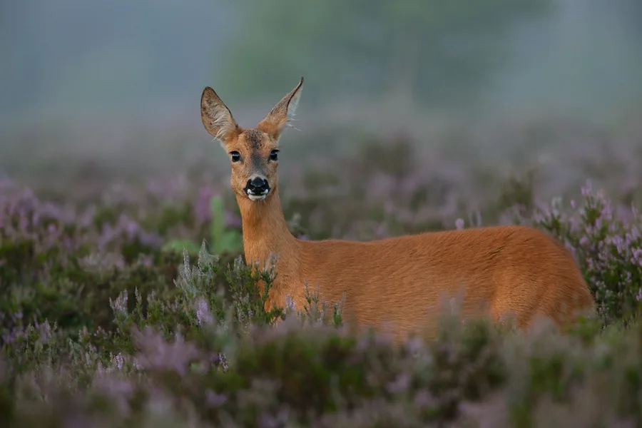 Roe Deer, illustrative photograph