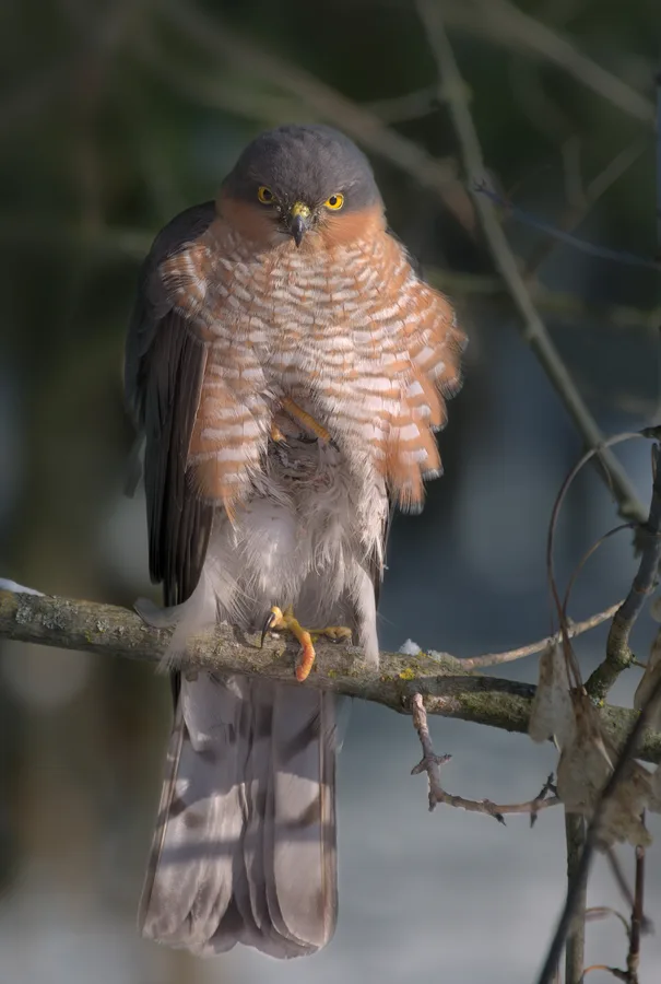 Sparrowhawk