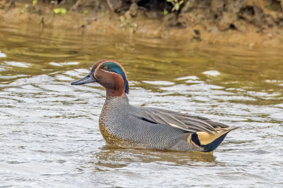 Teal