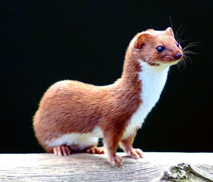 Weasel, illustrative photograph