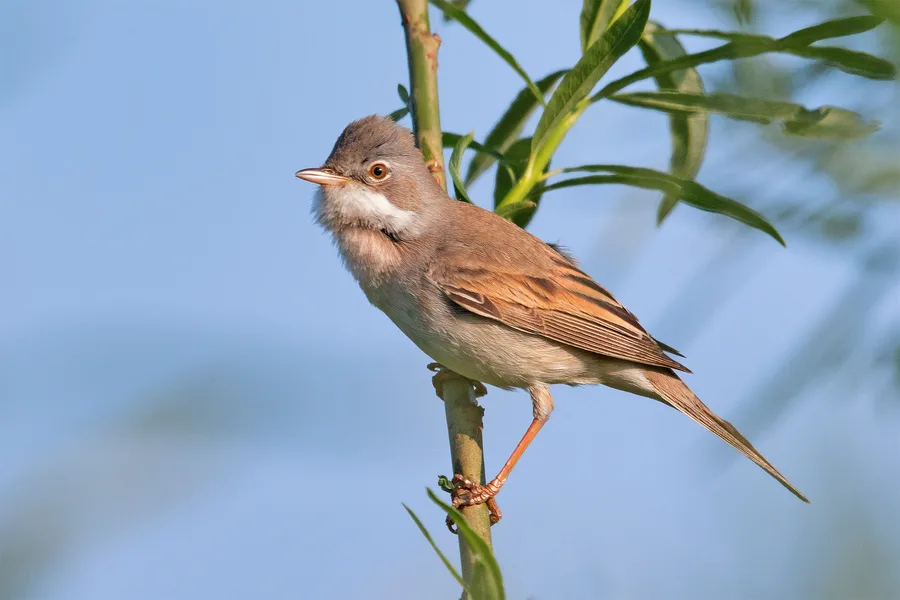 Whitethroat