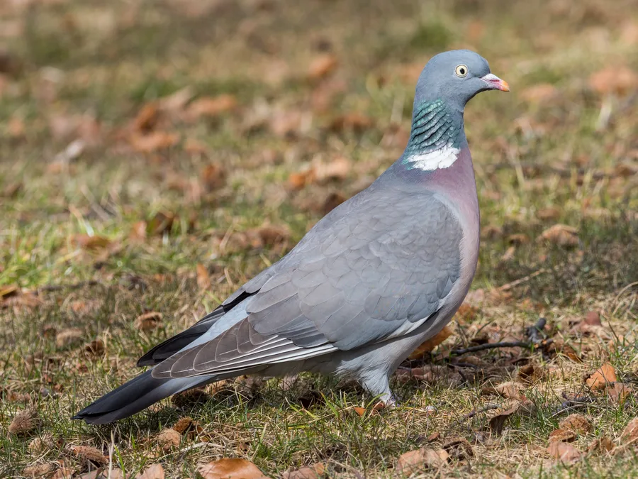 Woodpigeon